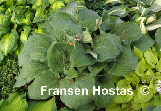 Hosta Dragon Fire